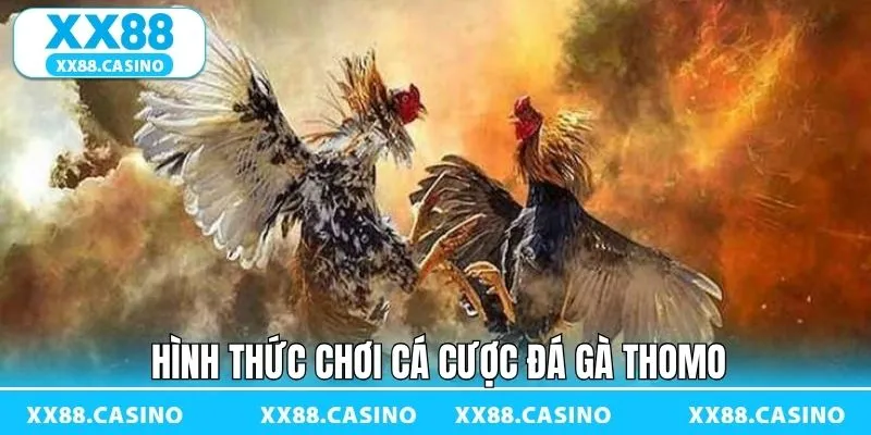 Đa dạng hình thức chọi gà tại đấu trường Thomo Đa dạng hình thức chọi gà tại đấu trường Thomo